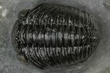 Detailed Pedinopariops Trilobite - Mrakib, Morocco #348137-1